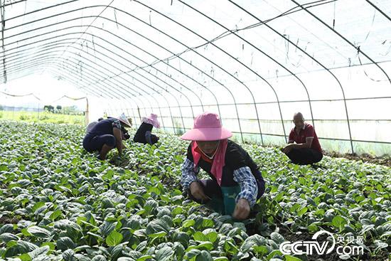【脱贫攻坚在行动】广东河源：“私人订制”脱贫经 致富路上走得欢